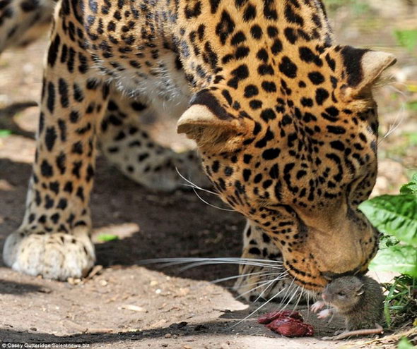 Очень наглая крыска помешала леопарду обедать.