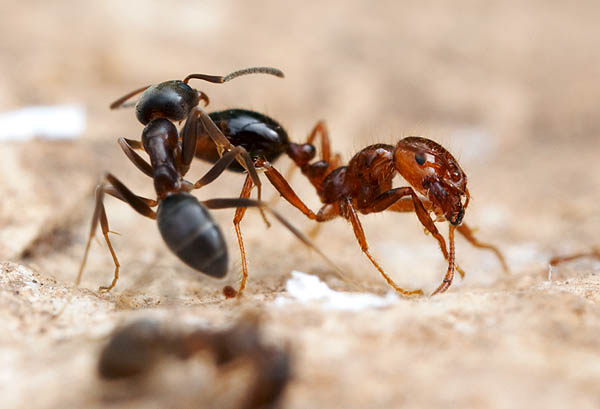 огненных муравьев (Solenopsis invicta)