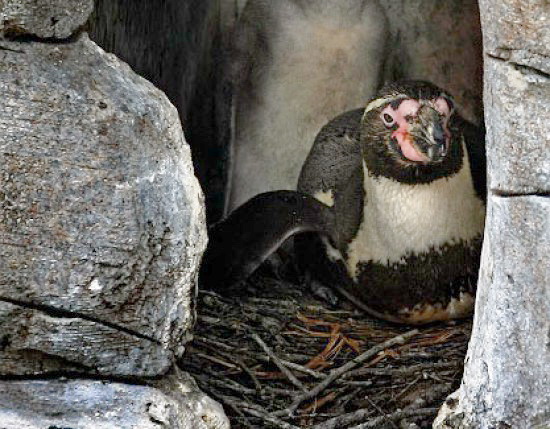 два взрослых пингвина по кличкам Зэт (Z) и Фильпункт (Vielpunkt) являются частью пингвинской гей-общины