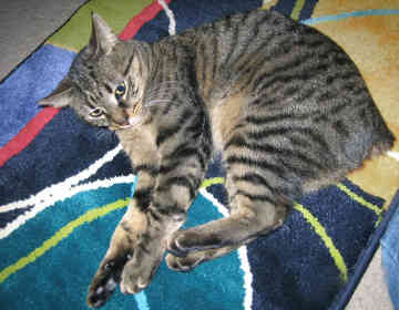 бенгальская кошка без хвоста