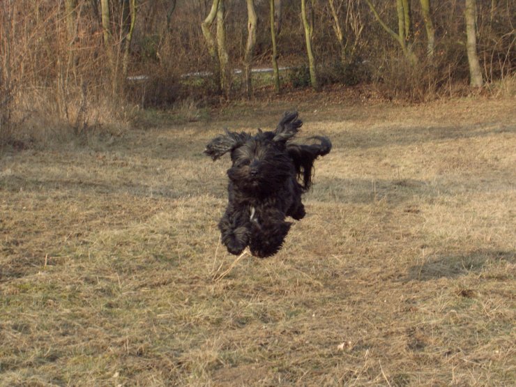 летающая собака