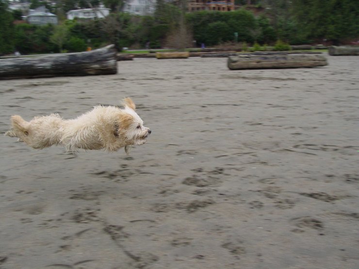 Летающая собака фото мальдивы