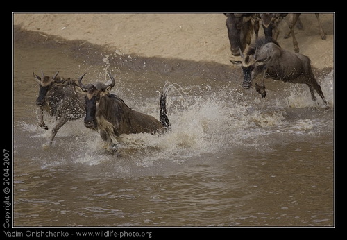 переправа антилоп Гну через реку Мара. Африка