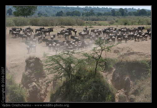 переправа антилоп Гну через реку Мара. Африка