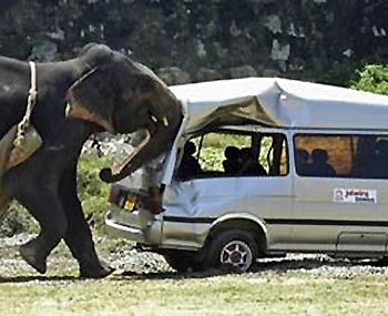 слон напал на автомобиль