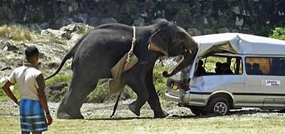 слон напал на автомобиль