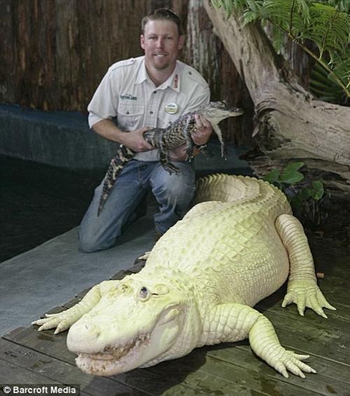 белый крокодил