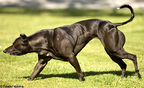 Как редкая мутация превратила собаку в груду мышц: история «Большой Уэнди»
