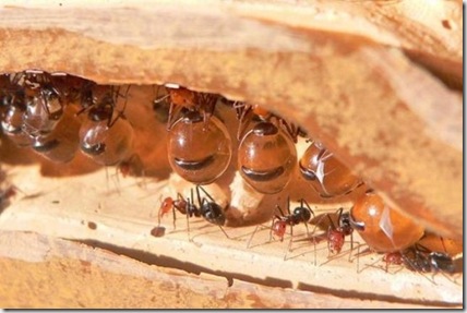 муравей медовый, Camponotus inflatus