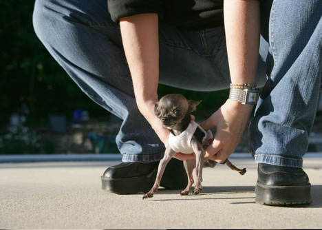 Чихуахуа по кличке Даки (Ducky) – рекордсмен из книги Гиннеса. В 2007 году её официально признали самой маленькой собачкой в мире.