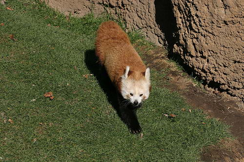 Firefox, Красная или малая панда, Ailurus fulgens