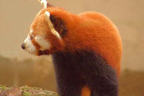 Firefox, Красная или малая панда, Ailurus fulgens