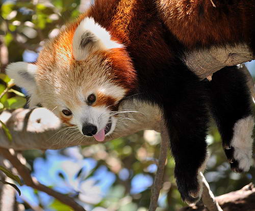 Firefox, Красная или малая панда, Ailurus fulgens