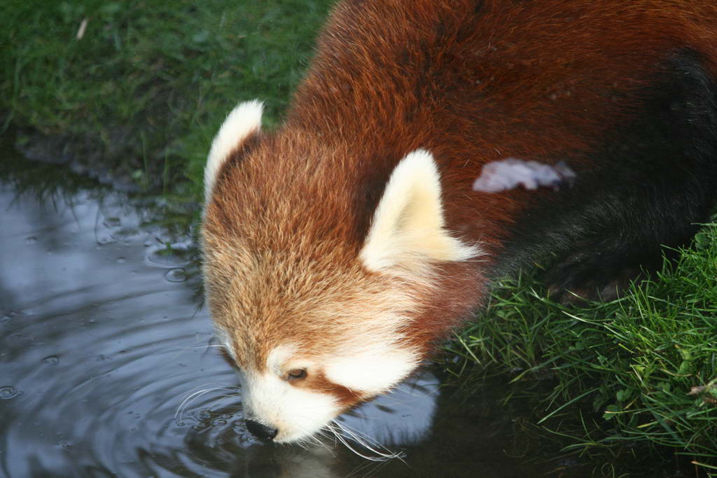 Firefox, Красная или малая панда, Ailurus fulgens