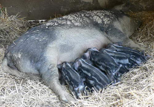  в Венгрии и Австрии до сих пор разводят аналогичных шерстистых свиней породы Mangalitza