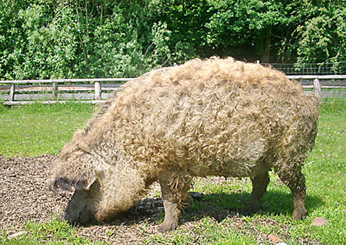  в Венгрии и Австрии до сих пор разводят аналогичных шерстистых свиней породы Mangalitza