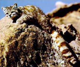 Андская горная кошка (Oreailurus jacobita)