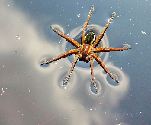 широко расставив ноги, бегает по поверхностной пленке воды паук - каемчатый охотник (Dolomedes fimbriatus)