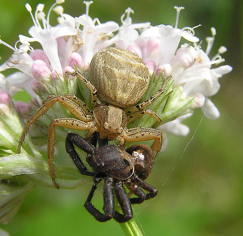 Xysticus cristatus - spider female Семейка пауков-бокоходов