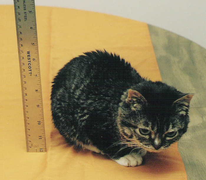 Мистер Пибблз (Mr. Peebles) – самый маленький кот в мире