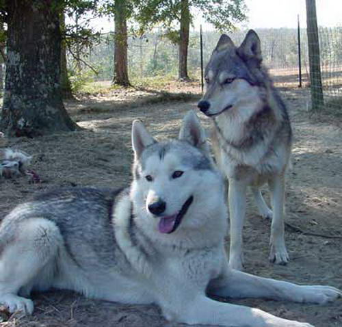 помесь волка с собакой