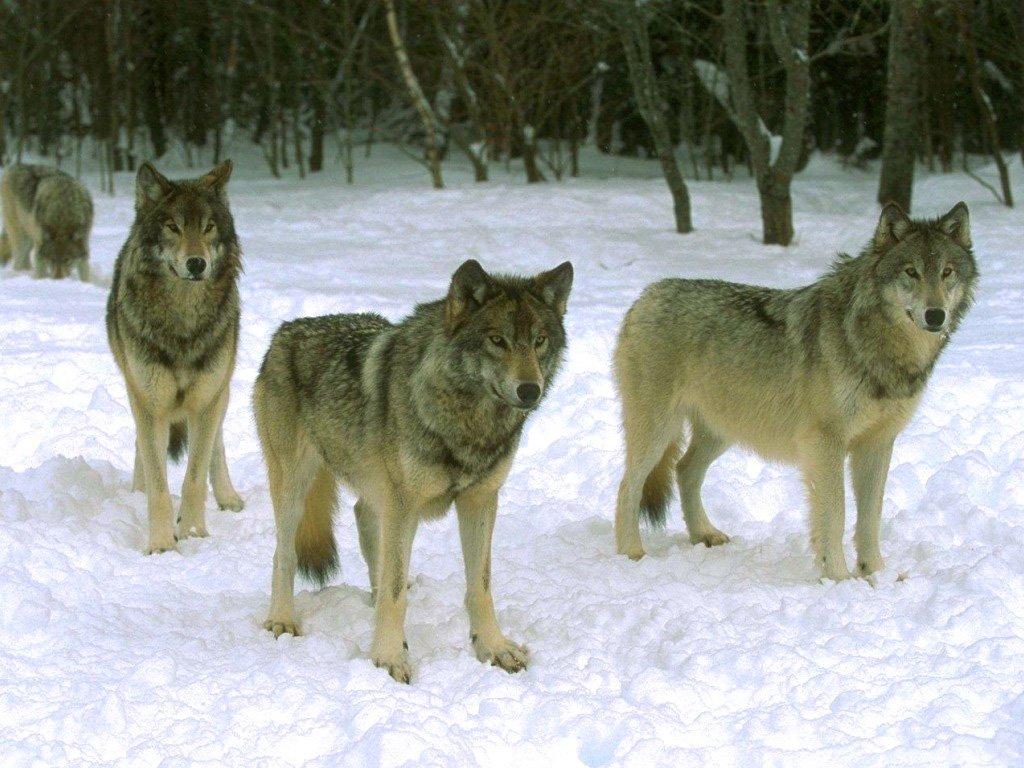Как известно, волков на Руси испокон веков было полным-полно. 