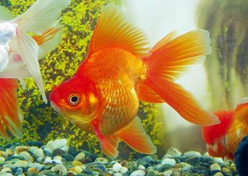 Carassius auratus Золотая рыбка
