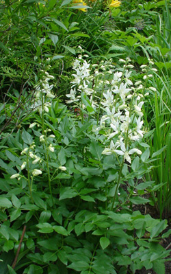 Dictamnus albus, ясенец белый