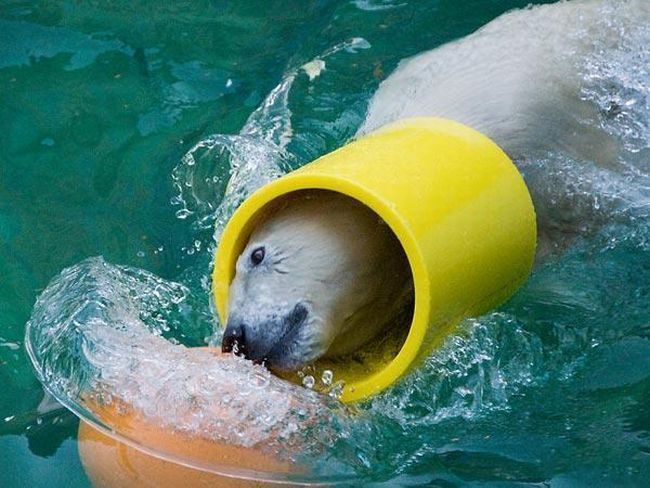 белый медведь играет с игрушками в зоопарке