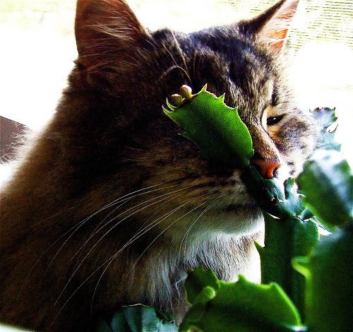 кошки обожают кактусы, cat & cactus