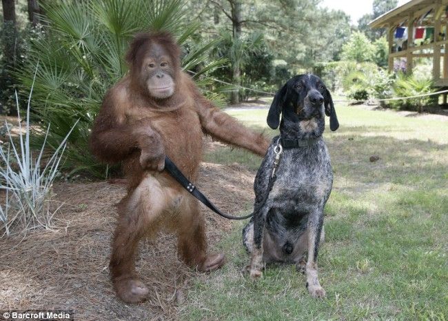 орангутанг и собака неразлучные друзья