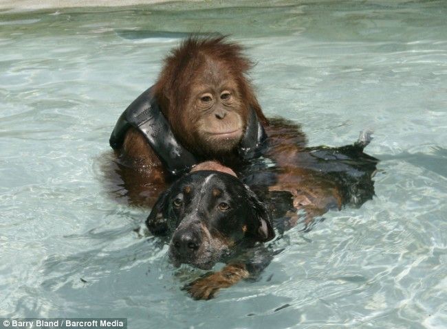 орангутанг и собака неразлучные друзья