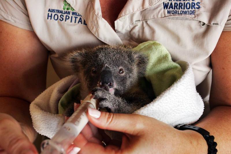 Снимки были сделаны в крупнейшем в мире госпитале для диких животных в Бирве (The Sunshine Coast, восточное побережье Австралии)