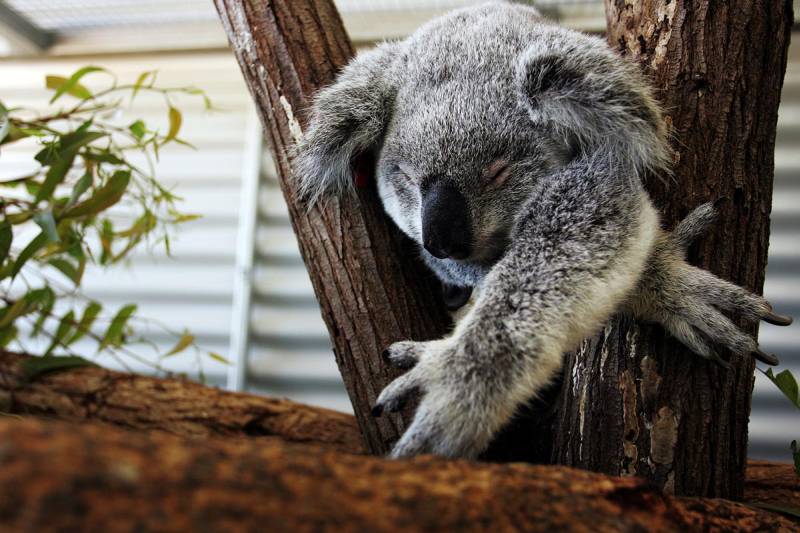 Снимки были сделаны в крупнейшем в мире госпитале для диких животных в Бирве (The Sunshine Coast, восточное побережье Австралии)