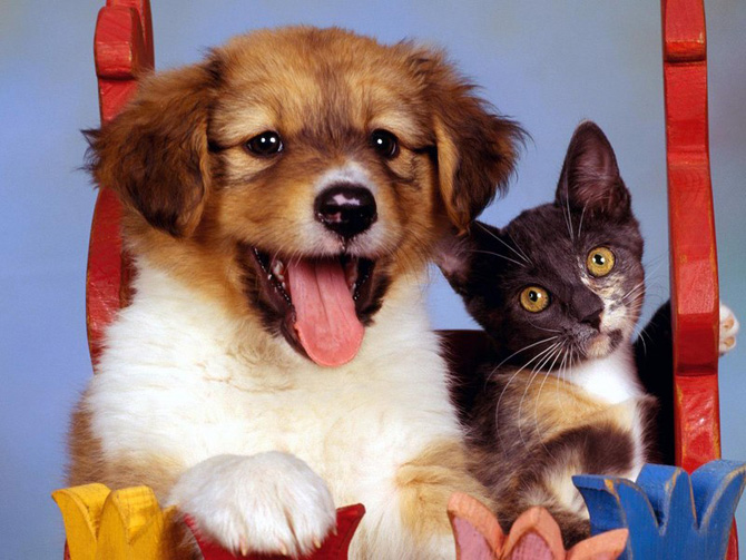 щенок собаки и котенк