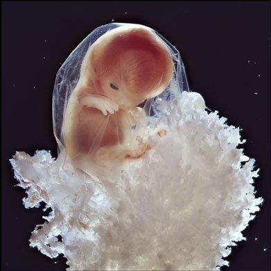 От зачатия до рождения 
человека
