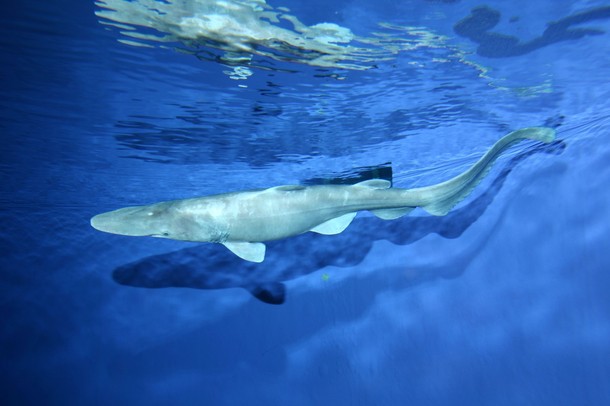 Акула-гоблин, акула-домовой, акула-носорог или скапаноринх (лат. Mitsukurina owstoni) — глубоководная акула
