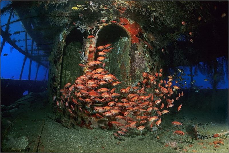 Норберт Пробст - мир подводного царстава