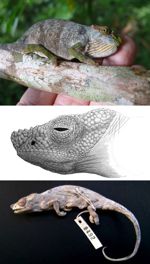 По верхней фотографии легко судить о крошечных размерах новоявленного хамелеона. Ниже представлено изображение головы, по которому учёные легко отличили найденного <i>Kinyongia magomberae</i> от его ближайших родственников – <i>K. tenuis</i> и <i>K. oxyrhina</i>. Ещё ниже: тот самый выплюнутый змеёй экземпляр (изображения African Journal of Herpetology/PA). 