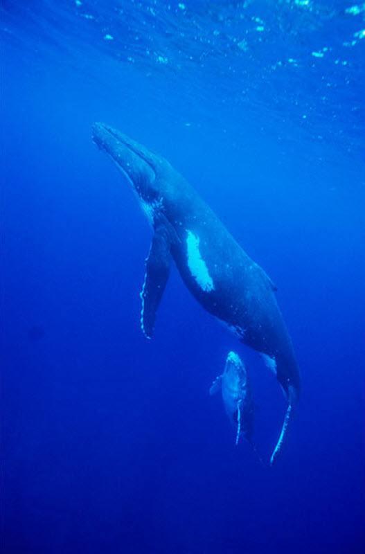 Недавние исследования показывают, что песни китов-горбачей отличаются местными диалектами