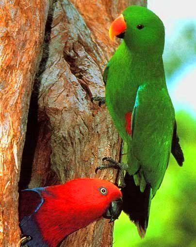 Благородный попугай (Eclectus roratus) с таинственного острова Новая Гвинея
