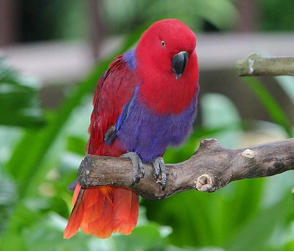 Благородный попугай (Eclectus roratus) с таинственного острова Новая Гвинея