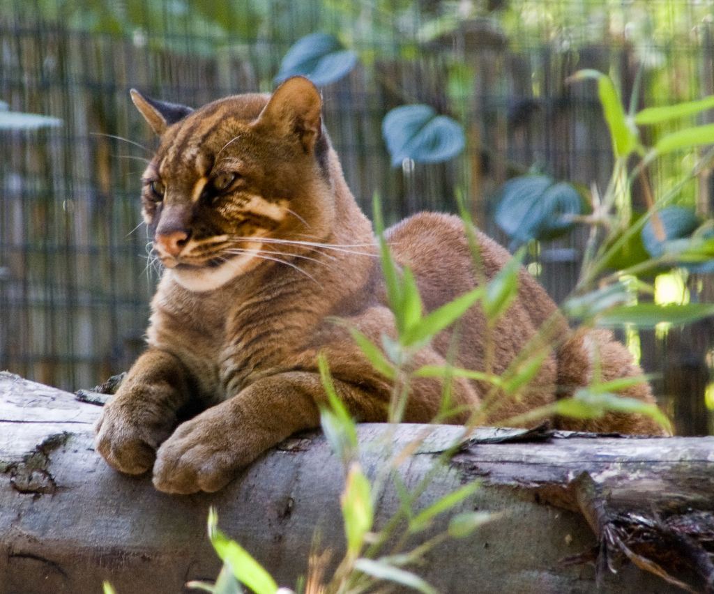 Азиатская золотистая кошка, или кошка Темминка (Catopuma temmincki).