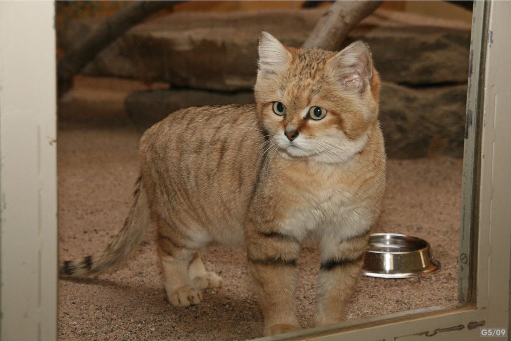 Песчаная, барханная, или пустынная кошка (Felis margarita).