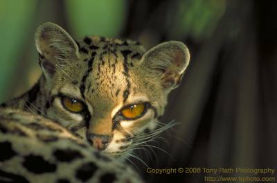 Маргай (Leopardus wiedi).