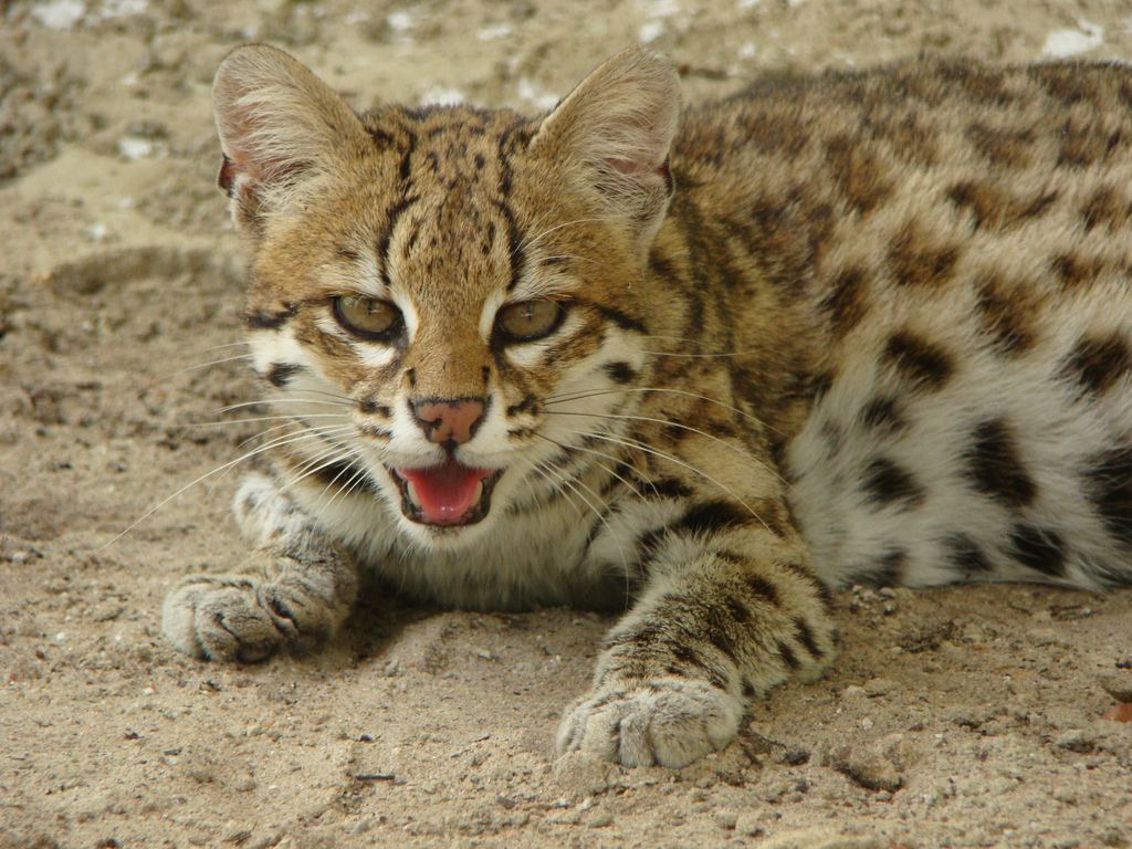 Онцилла, или тигровая кошка (Leopardus tigrinus).