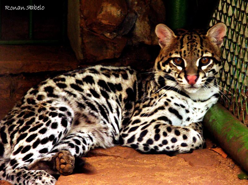 Онцилла, или тигровая кошка (Leopardus tigrinus).