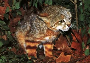  Пампасская кошка (Oncifelis colocolo).
