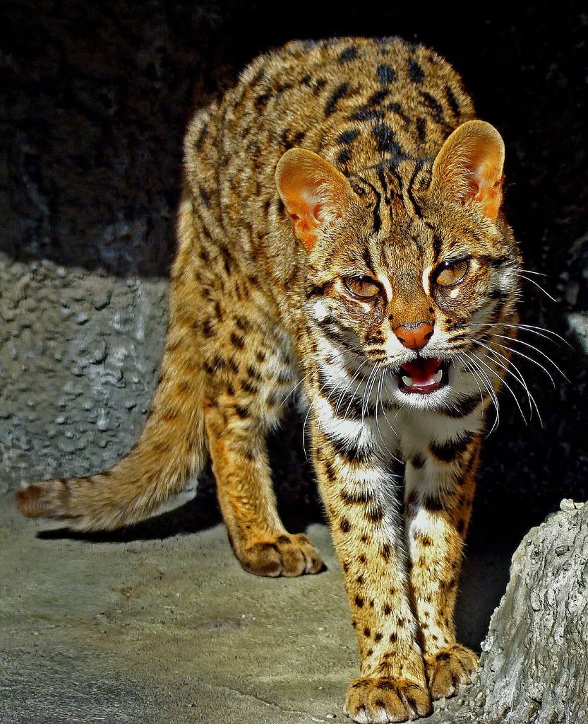 Бенгальская, дальневосточная, или леопардовая кошка (Prionailurus bengalensis).