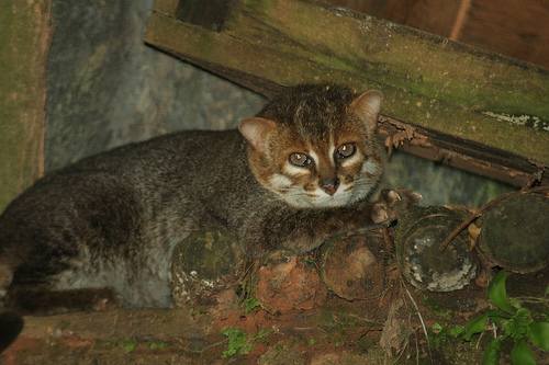 Суматранская, или плоскоголовая кошка (Prionailurus planiceps).